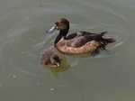 FZ005874 Tufted duck (Aythya fuligula) and duckling.jpg